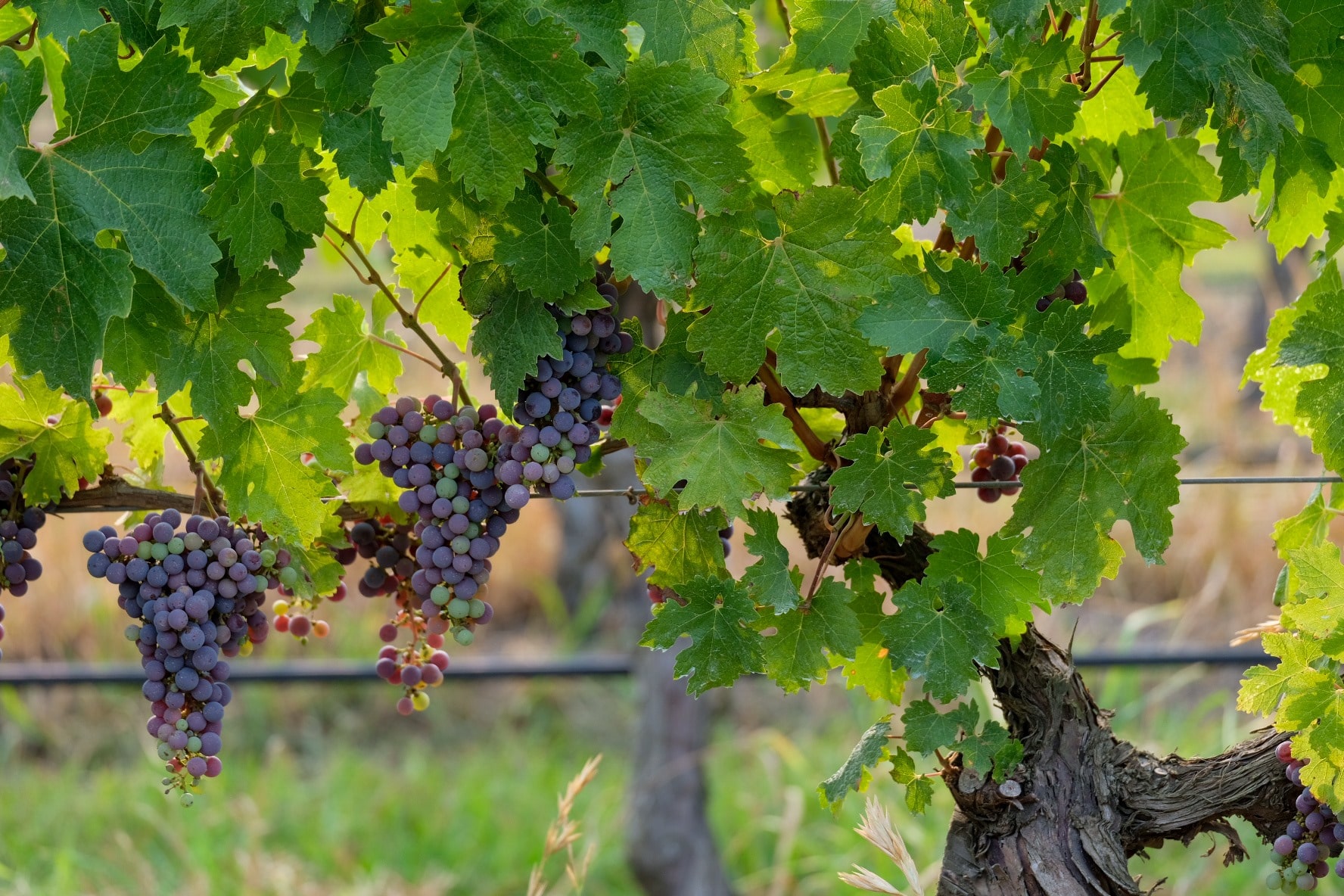 https://www.vinocorpperu.com/images/bodegas/puntroad/MINIMA INTERVENCION-min.jpg